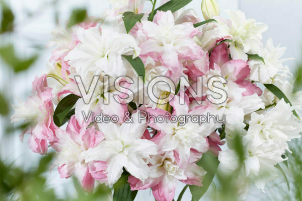 Lilium double oriental bouquet Lilium double oriental bouquet