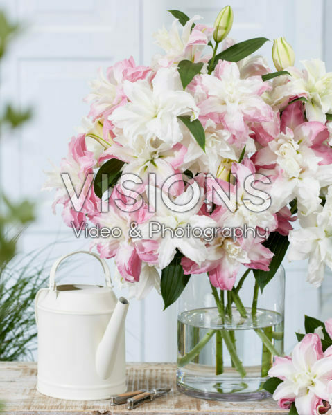 Lilium double oriental bouquet Lilium double oriental bouquet