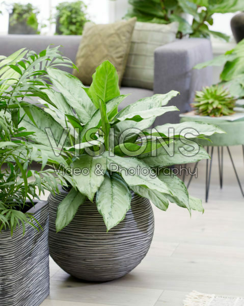 Aglaonema B.J. Freedman Aglaonema B.J. Freedman