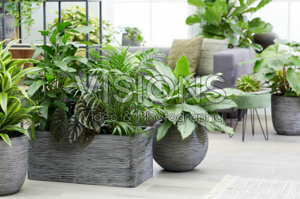 Indoor plant collection Indoor plant collection