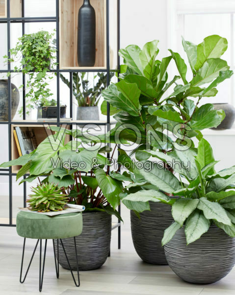 Indoor plant collection Indoor plant collection