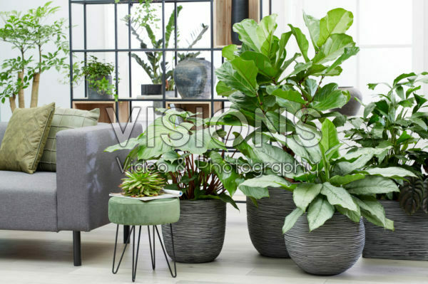 Indoor plant collection Indoor plant collection