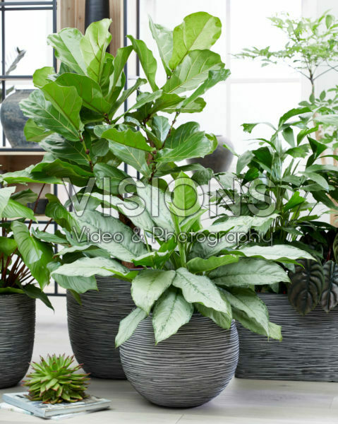 Aglaonema B.J. Freedman, Ficus lyrata Aglaonema B.J. Freedman, Ficus lyrata