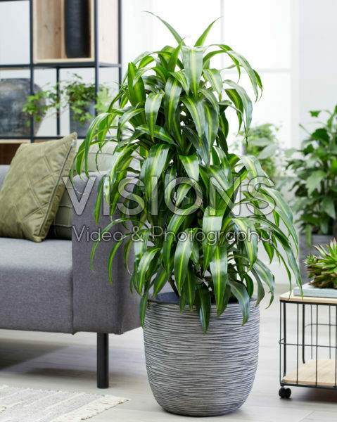 Dracaena fragrans Dracaena fragrans