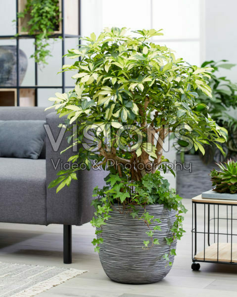 Schefflera arboricola Schefflera arboricola
