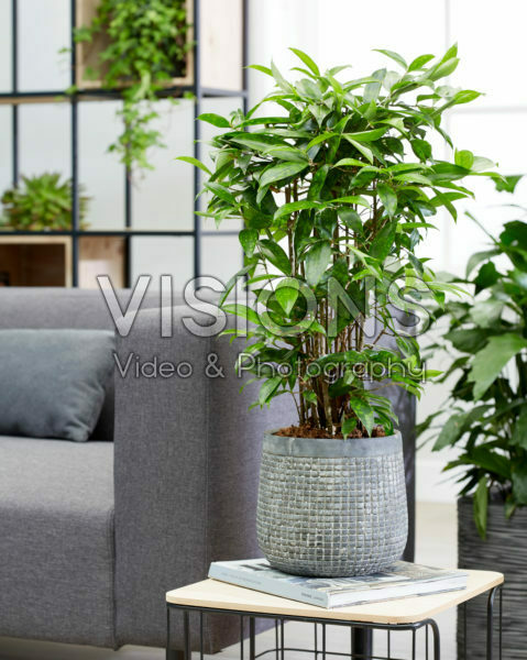 Dracaena surculosa Dracaena surculosa