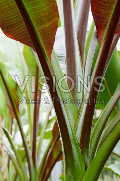 Ensete ventricosum Maurelli Ensete ventricosum Maurelli