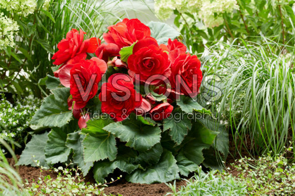 Begonia AmeriHybrid® Roseform Red Begonia AmeriHybrid® Roseform Red