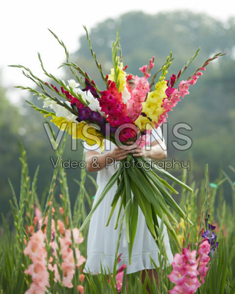 Gladiolus Butterfly mix Gladiolus Butterfly mix