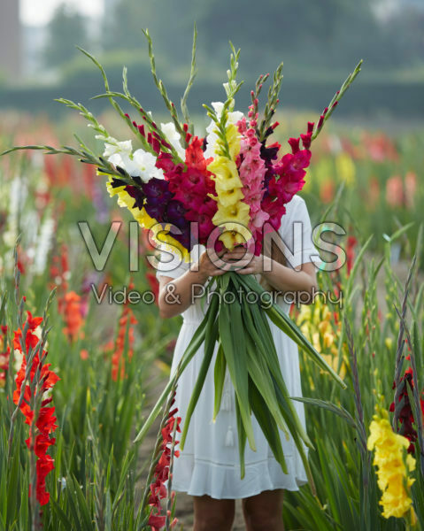 Gladiolus Butterfly mix Gladiolus Butterfly mix