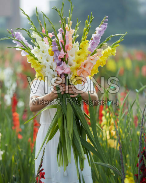 Gladiolus Pastel mix 2 Gladiolus Pastel mix 2