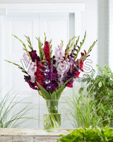 Gladiolus Blue & Purple mix Gladiolus Blue & Purple mix