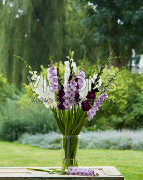 Gladiolus Midnight Mix Gladiolus Midnight Mix