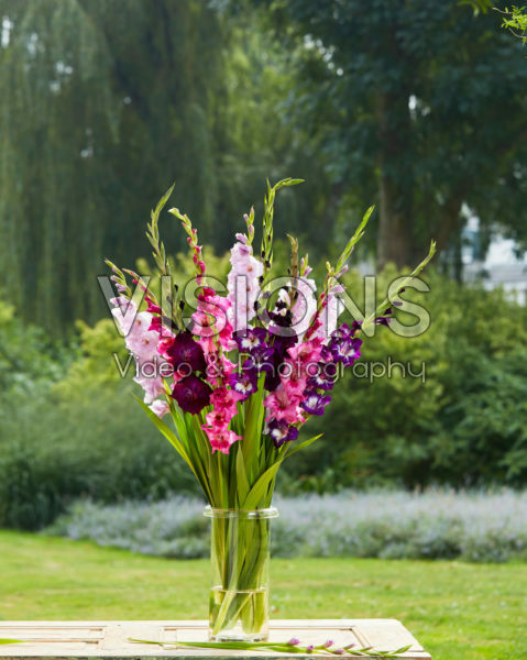Gladiolus Purple and Pink Mix Gladiolus Purple and Pink Mix