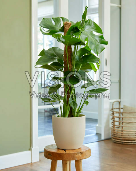 Monstera deliciosa Monstera deliciosa
