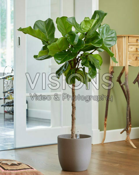 Ficus lyrata Ficus lyrata