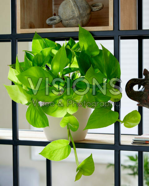 Scindapsus Golden Pothos Scindapsus Golden Pothos