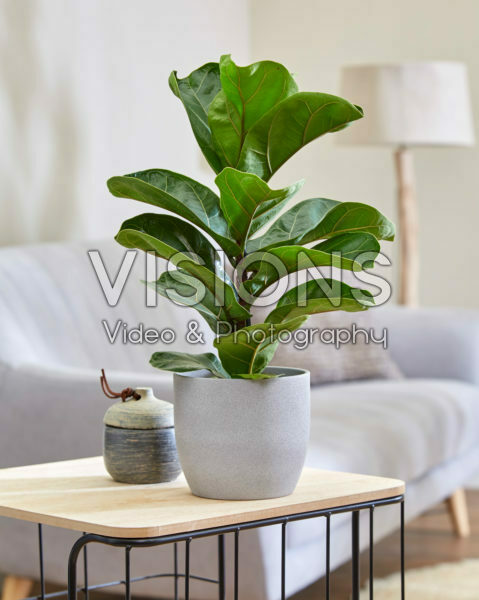 Ficus lyrata Ficus lyrata
