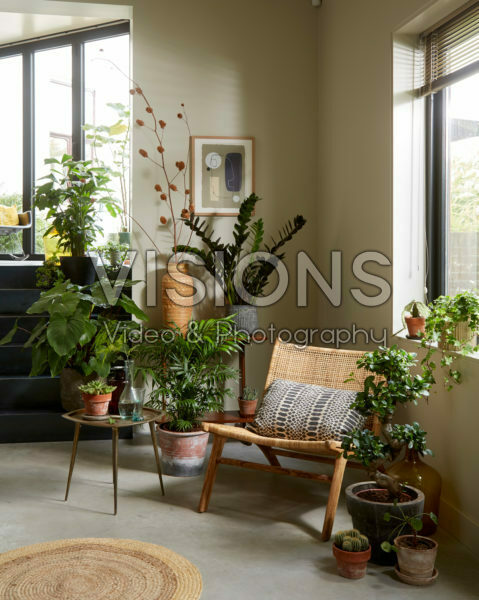 Indoor plant collection Indoor plant collection