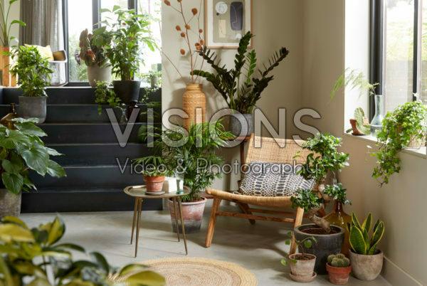 Indoor plant collection Indoor plant collection