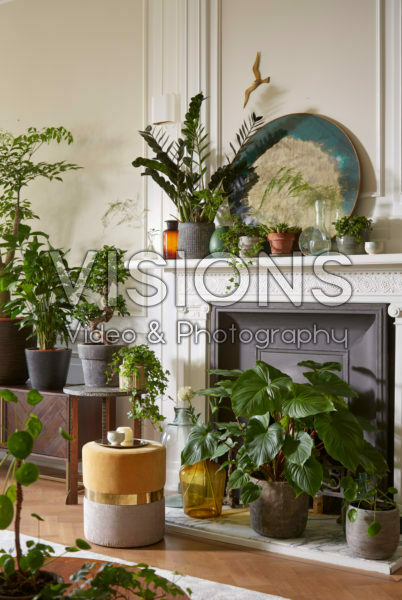 Kamerplanten collectie Kamerplanten collectie