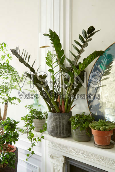 Zamioculcas zamiifolia Zamioculcas zamiifolia