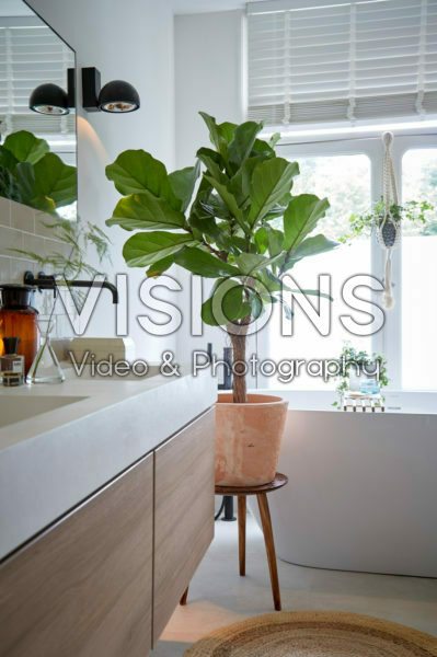 Ficus lyrata Ficus lyrata