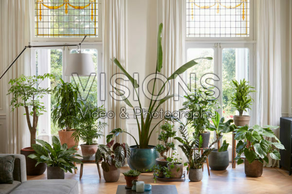 Indoor plant collection Indoor plant collection