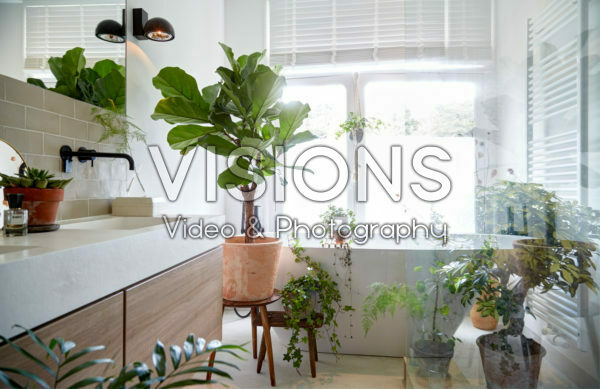 Ficus lyrata Ficus lyrata