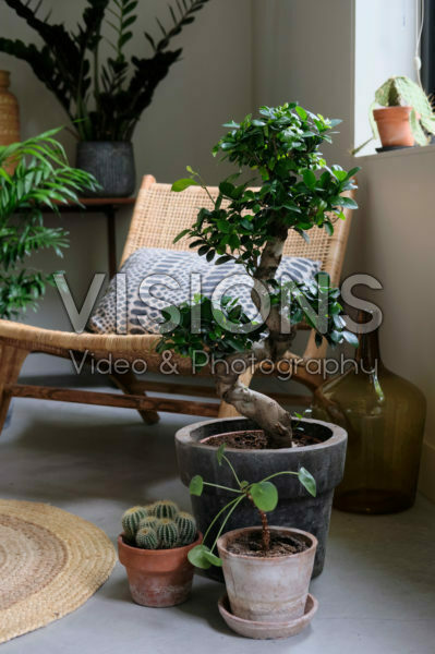Ficus Ginseng Ficus Ginseng