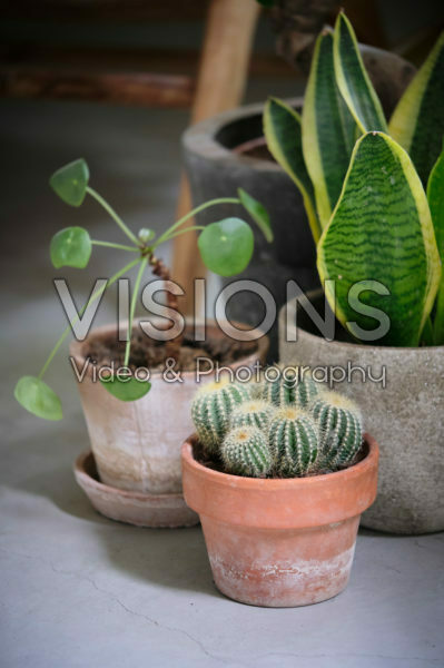 Indoor plant collection Indoor plant collection