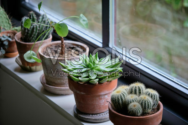 Indoor plant collection Indoor plant collection