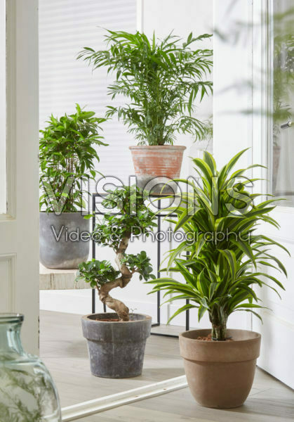 Kamerplanten collectie Kamerplanten collectie