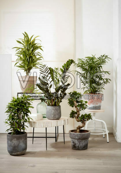 Indoor plant collection Indoor plant collection