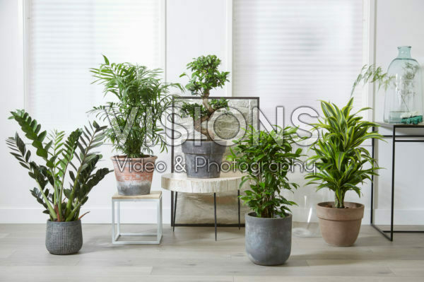 Indoor plant collection Indoor plant collection