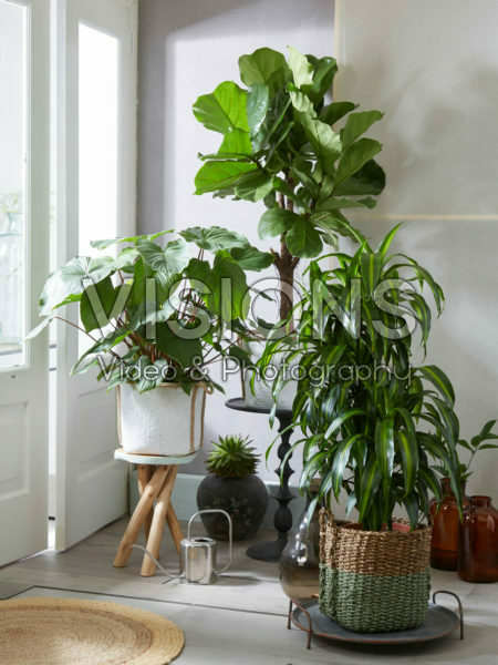 Indoor plant collection Indoor plant collection