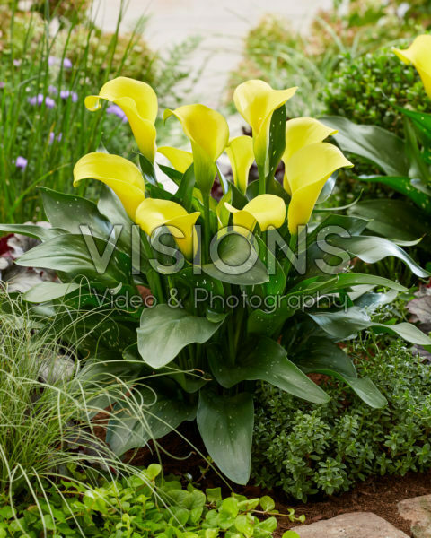 Zantedeschia Sunya Zantedeschia Sunya