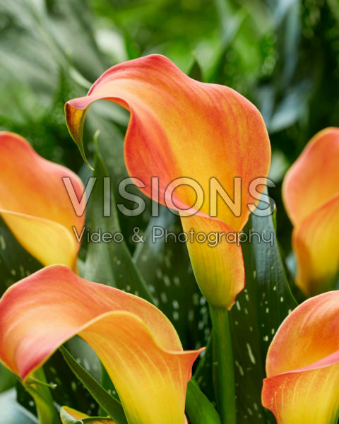 Zantedeschia Morning Sun Zantedeschia Morning Sun