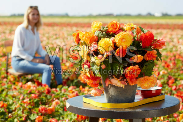 Begonia Cascade Sunray Begonia Cascade Sunray