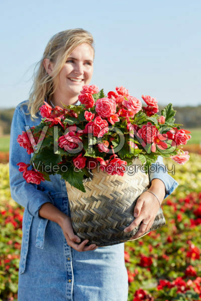 Begonia Camelia Begonia Camelia