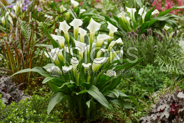 Zantedeschia Crystal Clear Zantedeschia Crystal Clear