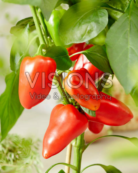 Capsicum annuum Sweet F1 Red Capsicum annuum Sweet F1 Red