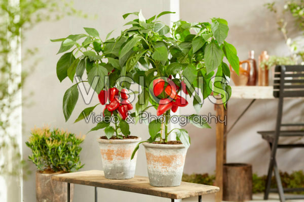 Capsicum annuum Sweet F1 Red Capsicum annuum Sweet F1 Red