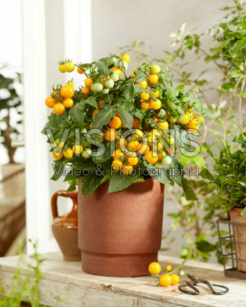 Solanum lycopersicum James F1 Geel Solanum lycopersicum James F1 Geel