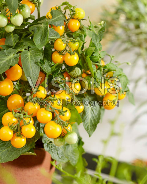 Solanum lycopersicum James F1 Geel Solanum lycopersicum James F1 Geel