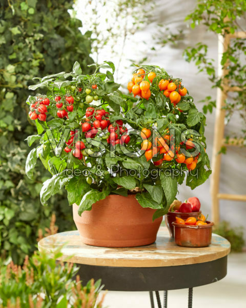 Solanum lycopersicum Heartbreakersâ„¢ F1 Dora Orange, Dora Red Solanum lycopersicum Heartbreakersâ„¢ F1 Dora Orange, Dora Red