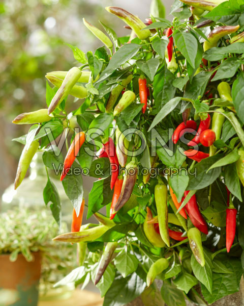 Capsicum annuum Showtime Red Capsicum annuum Showtime Red