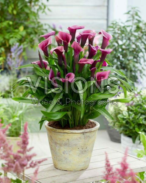 Zantedeschia Durban Zantedeschia Durban