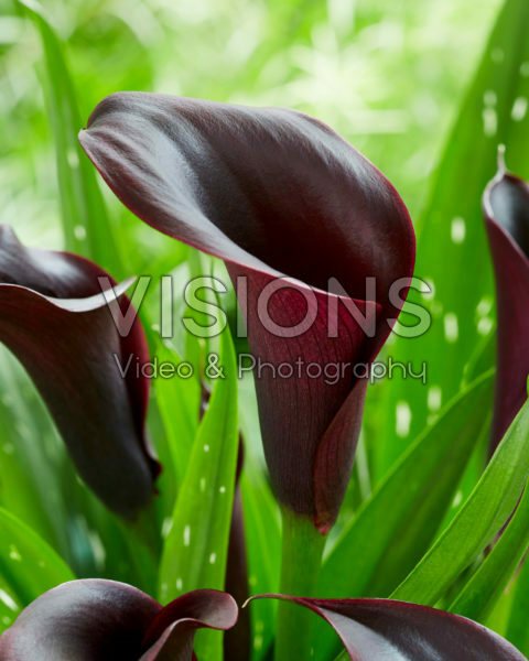 Zantedeschia Odessa Zantedeschia Odessa
