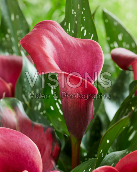 Zantedeschia Valencia Zantedeschia Valencia